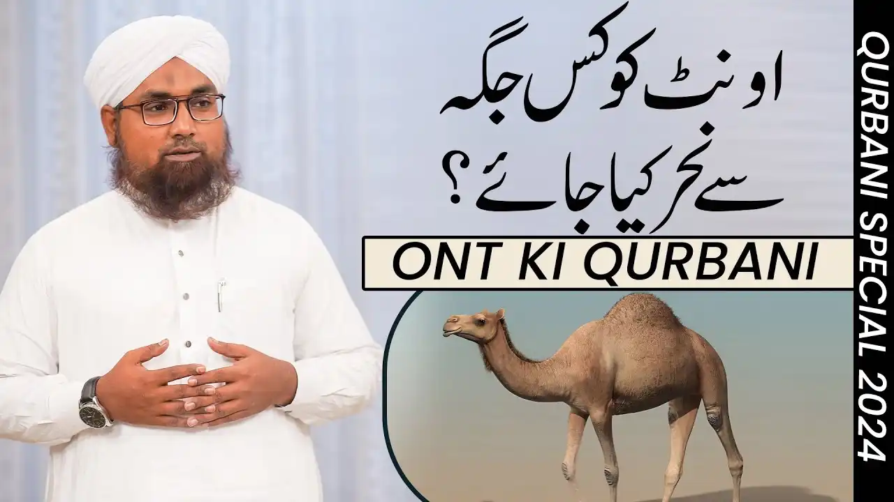 Ont Ko Kis Jagah Se Nahar Kia Jaye?